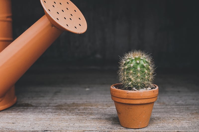 Customized Plant Pots